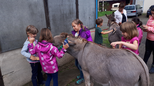 Kurs Esel- und Ponyreiten