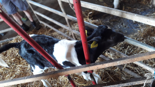 Bauernhof- Die Kinder durften das Kalb taufen. Er heisst Timo.